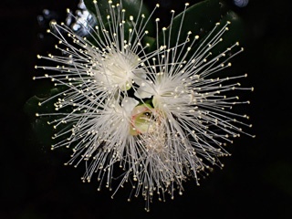 Lilly pilly blooms